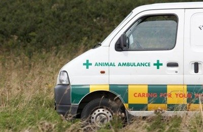 Dog Ambulance